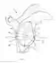 Fig. 06 - Circular glenoid method for shoulder arthroplasty