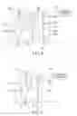 Fig. 07 - ELECTROSTATIC DISCHARGE PROTECTION CIRCUIT