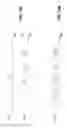 Fig. 147 - Apparatus and method of differential IQ frequency up-conversion