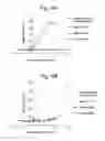 Fig. 09 - ANTI-VEEV HUMANIZED ANTIBODY