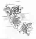 Fig. 24 - NEUTRALIZING ANTIBODIES TO HIV-1 AND THEIR USE