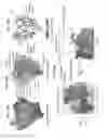 Fig. 29 - NEUTRALIZING ANTIBODIES TO HIV-1 AND THEIR USE