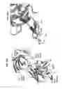 Fig. 63 - NEUTRALIZING ANTIBODIES TO HIV-1 AND THEIR USE