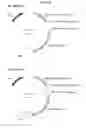 Fig. 82 - NEUTRALIZING ANTIBODIES TO HIV-1 AND THEIR USE