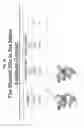 Fig. 98 - NEUTRALIZING ANTIBODIES TO HIV-1 AND THEIR USE