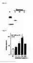 Fig. 06 - BIOMARKER OF ALLERGIC DISEASE AND USE OF THE SAME