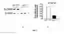 Fig. 04 - Methods of Treating Cognitive Dysfunction by Modulating Brain Energy Metabolism