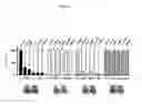 Fig. 04 - HUMAN TYPE I TASTE RECEPTOR SUBUNIT 3 MODULATORS AND METHODS OF USING SAME