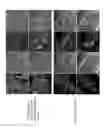 Fig. 10 - HUMAN TYPE I TASTE RECEPTOR SUBUNIT 3 MODULATORS AND METHODS OF USING SAME