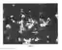 Fig. 07 - Fast dissolving polyimide powders