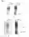 Fig. 02 - Modified biotin-binding protein
