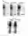 Fig. 03 - Modified biotin-binding protein