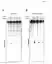 Fig. 08 - RNA-INTERFERENCE BY SINGLE-STRANDED RNA MOLECULES