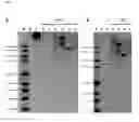 Fig. 06 - Compositions and methods for controlling parasitic nematodes