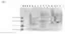 Fig. 08 - Compositions and methods for controlling parasitic nematodes