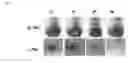 Fig. 10 - Compositions and methods for controlling parasitic nematodes