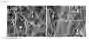 Fig. 11 - Compositions and methods for controlling parasitic nematodes