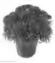 Fig. 01 - Chrysanthemum named 'Plum Crazy'
