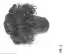 Fig. 02 - Chrysanthemum named 'Plum Crazy'