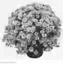 Fig. 01 - Chrysanthemum named 'Parlez Vous Pink'