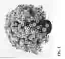 Fig. 02 - Chrysanthemum named 'Parlez Vous Pink'