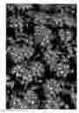 Fig. 01 - Verbena plant named 'KLEVP10409'