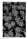 Fig. 02 - Verbena plant named 'KLEVP10409'