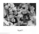 Fig. 08 - Magnetic Glass Particles, Method for Their Preparation and Uses Thereof
