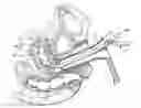 Fig. 01 - CERVICAL OCCLUDER