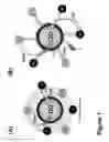 Fig. 02 - Simultaneous modulation of quantum dot photoluminescence using orthogonal fluorescence resonance energy transfer (FRET) and charge transfer quenching (CTQ)