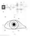 Fig. 04 - Consent Biometrics