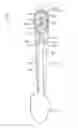 Fig. 01 - Torque limiting disposable agitator for a food mixer