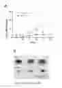 Fig. 02 - Methods and compositions related to annexin 1-binding compounds