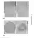 Fig. 03 - Methods and compositions related to annexin 1-binding compounds