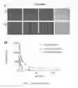 Fig. 10 - Methods and compositions related to annexin 1-binding compounds