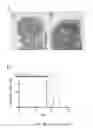Fig. 16 - Methods and compositions related to annexin 1-binding compounds