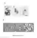 Fig. 17 - Methods and compositions related to annexin 1-binding compounds