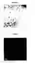 Fig. 04 - Fluorescent nanoparticle composites themselves, process for the preparation of such composites, and use in rapid diagnosis systems with affinity to biological molecules