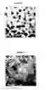 Fig. 05 - Fluorescent nanoparticle composites themselves, process for the preparation of such composites, and use in rapid diagnosis systems with affinity to biological molecules