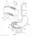 Fig. 02 - Modular gastrointestinal prostheses
