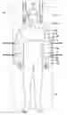 Fig. 01 - Operating table patient positioner and method