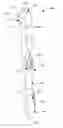 Fig. 01 - Oral care implement having a body disposed within the handle