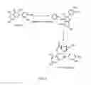 Fig. 06 - Methods of stimulating fat mobilization using a polymer conjugated polyphenol