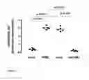 Fig. 02 - Treatment of renal disease