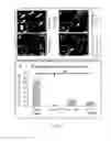 Fig. 06 - METHOD FOR INHIBITING ANGIOGENESIS