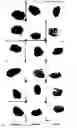 Fig. 01 - Demineralized bone matrix compositions and methods