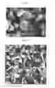 Fig. 02 - Anode active material, anode and lithium battery containing the same, and preparation method thereof