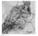 Fig. 01 - NANOCOMPOSITE MATERIAL, METHOD FOR PREPARING THE SAME, AND ENERGY STORAGE DEVICE INCLUDING THE SAME