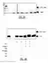 Fig. 04 - CROSS-LINKING ATP ANALOGS