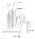 Fig. 06 - PCNA METHYLTRANSFERASE